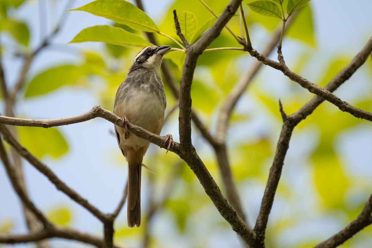 Stripe-headed Sparrow - ML621144827