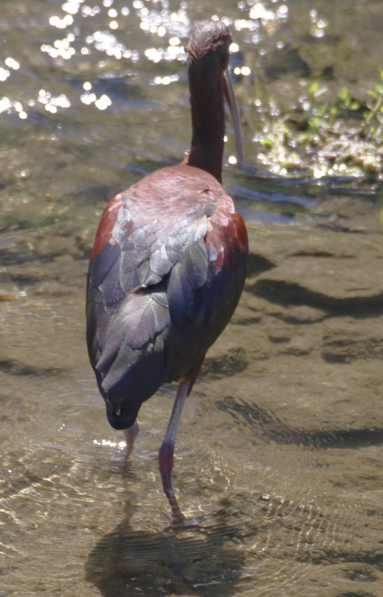 ibis americký - ML621144828