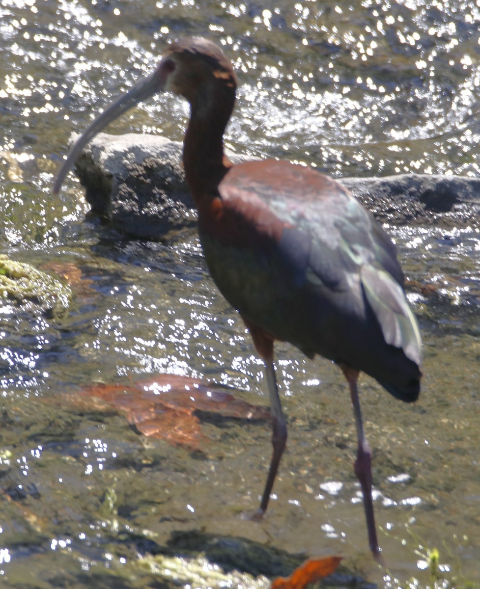 ibis americký - ML621144829