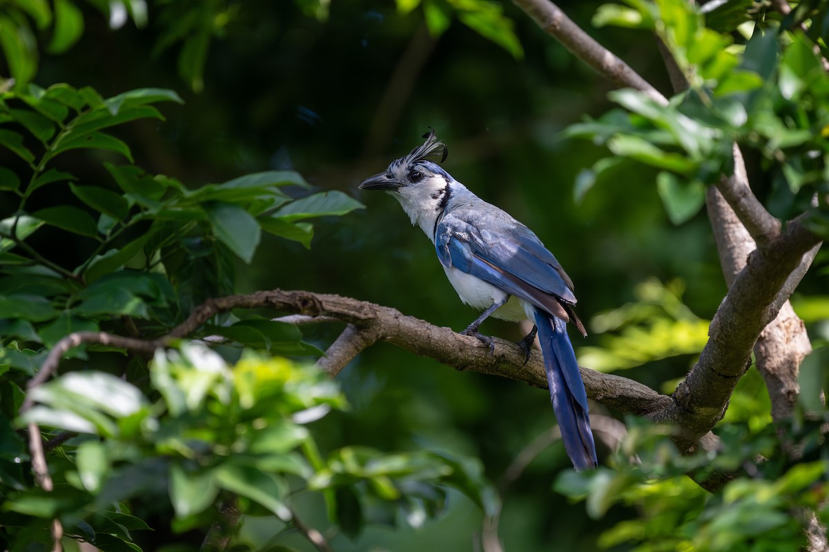 White-throated Magpie-Jay - ML621144868