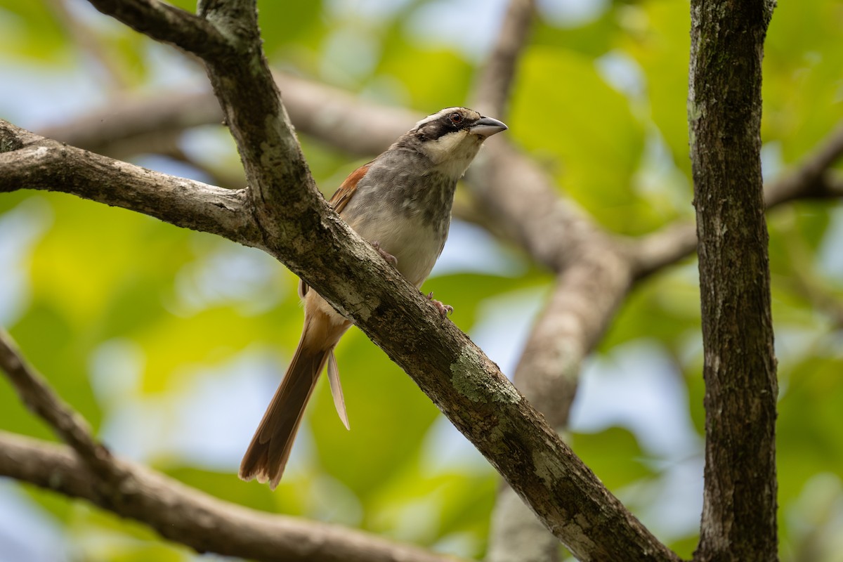 Stripe-headed Sparrow - ML621144898