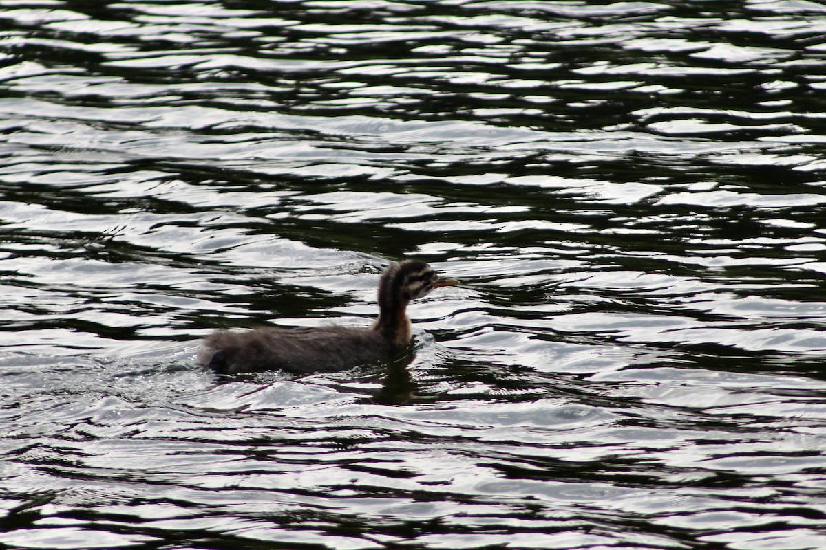 Red-necked Grebe - ML621144904