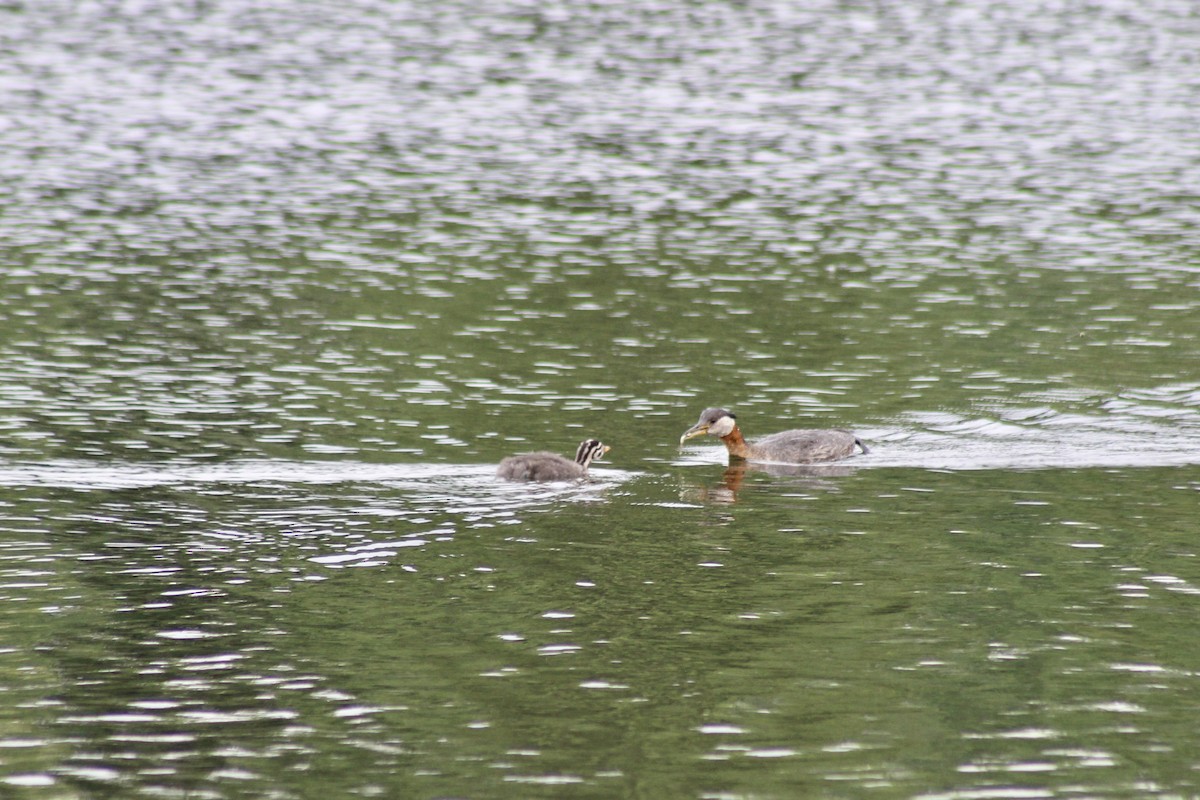 Red-necked Grebe - ML621144906