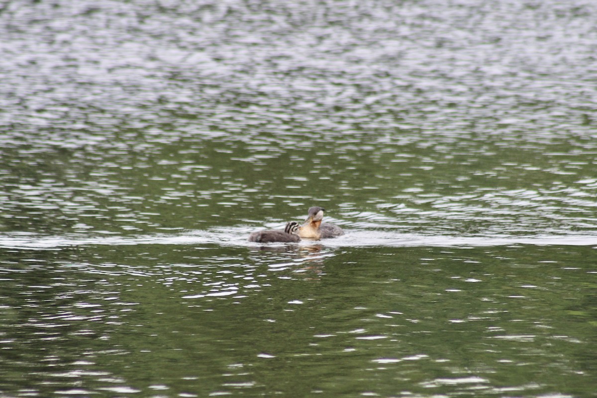 Red-necked Grebe - ML621144907