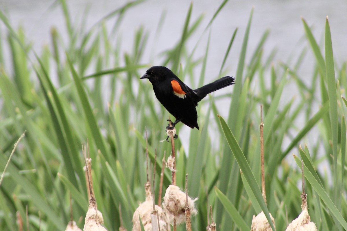 Red-winged Blackbird (Red-winged) - ML621144938