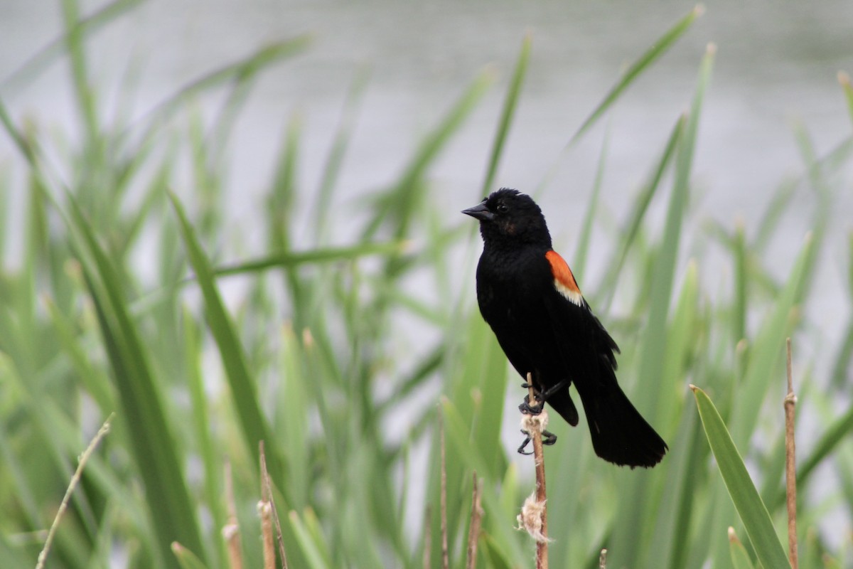 Red-winged Blackbird (Red-winged) - ML621144939