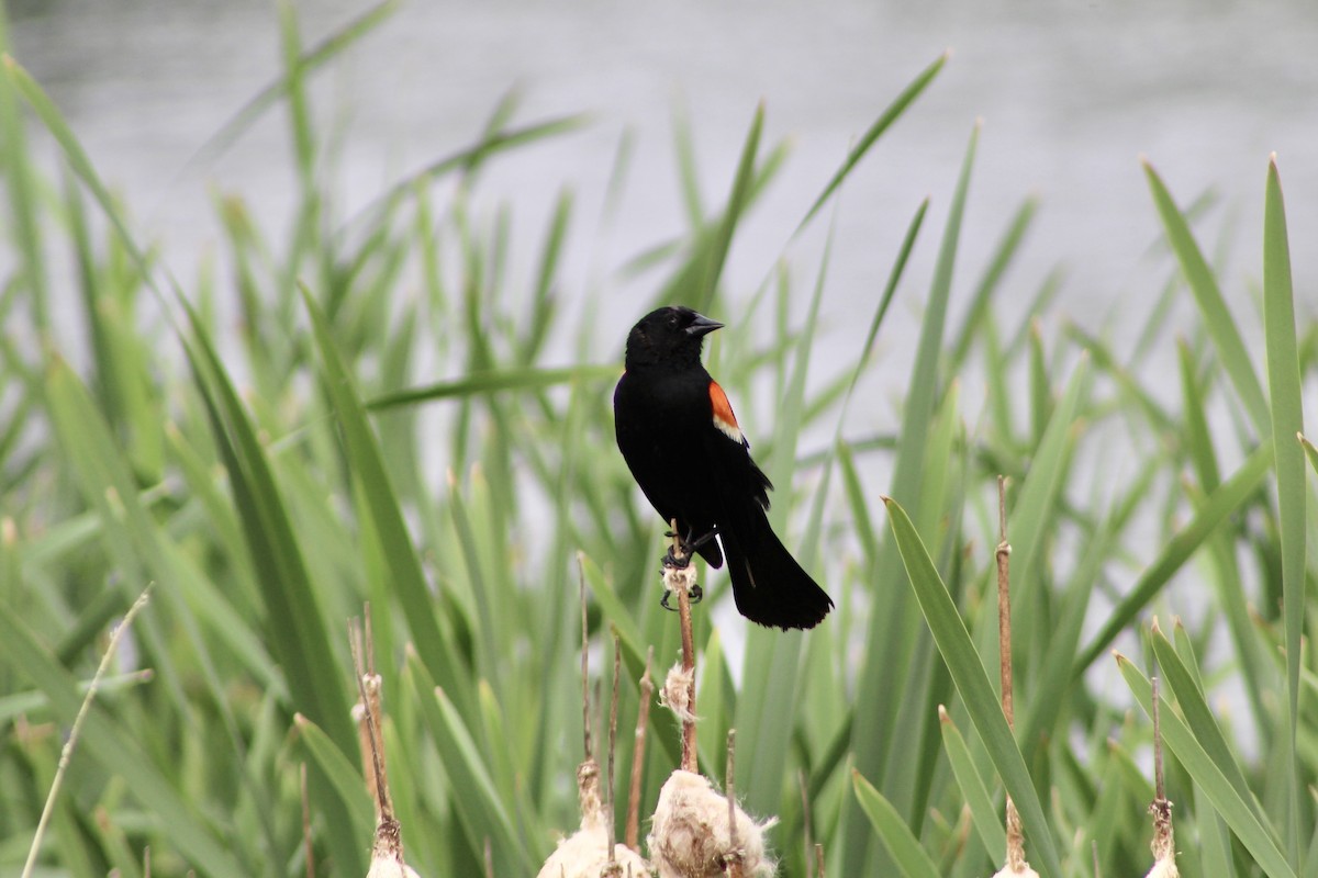 Red-winged Blackbird (Red-winged) - ML621144940
