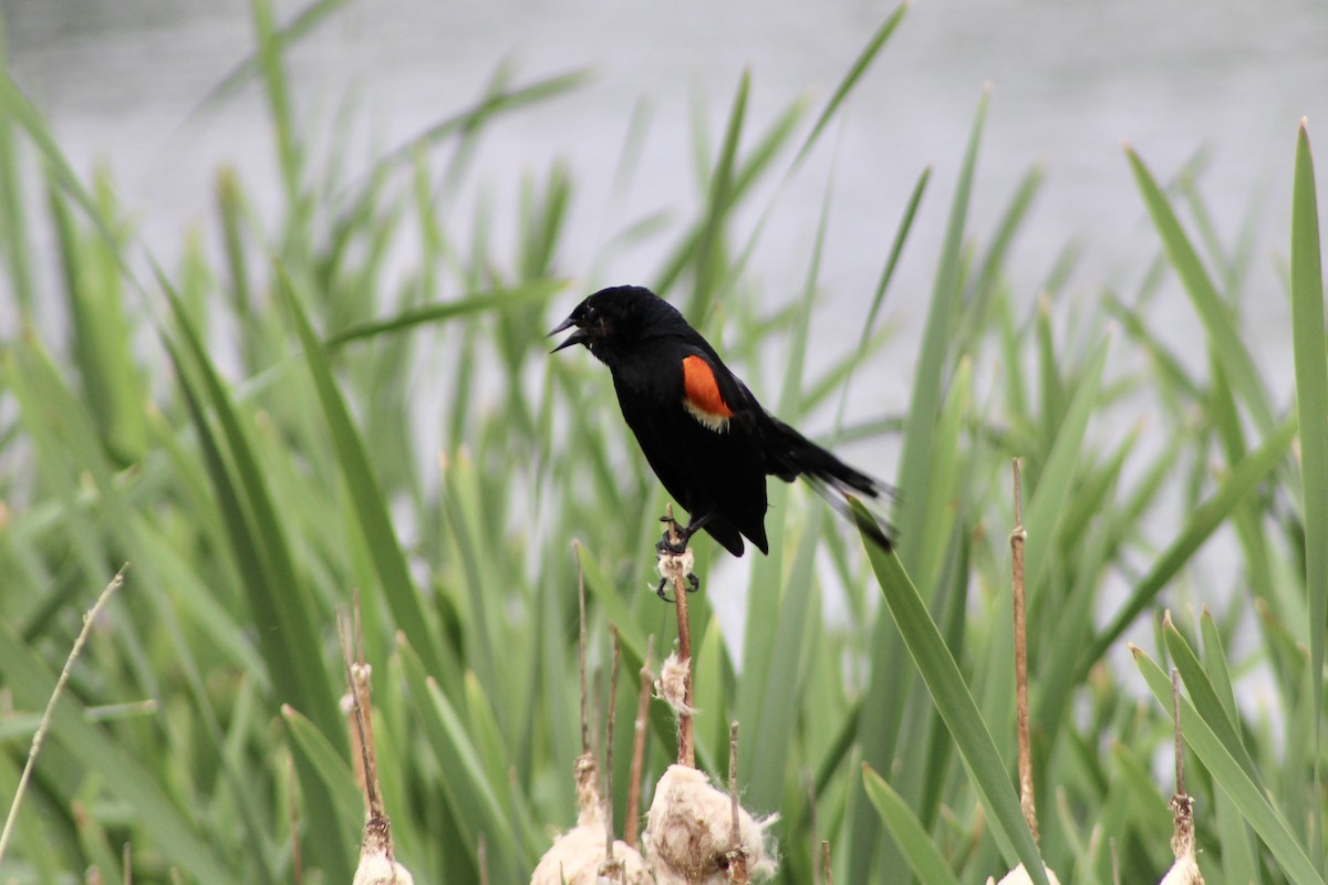 Red-winged Blackbird (Red-winged) - ML621144941