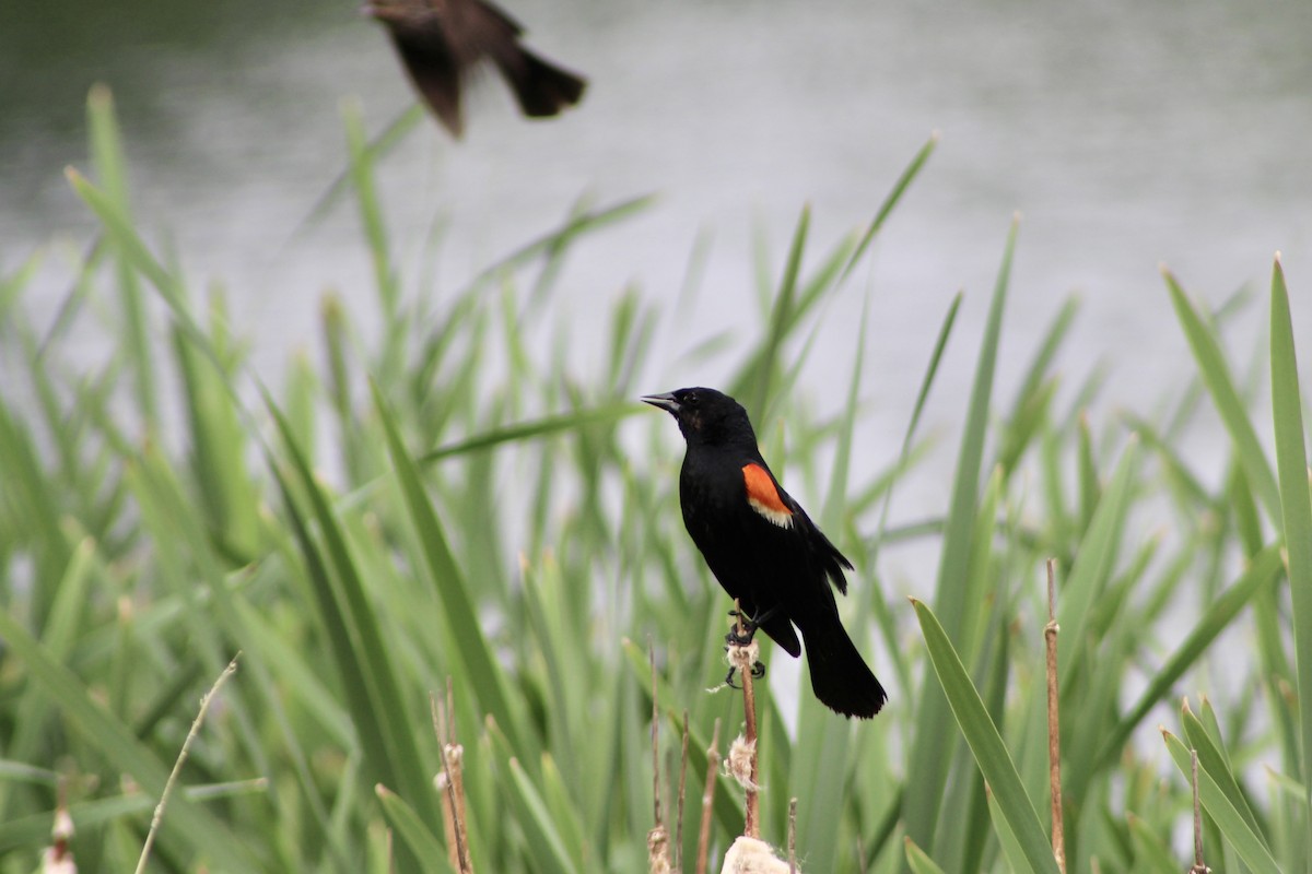 Red-winged Blackbird (Red-winged) - ML621144942