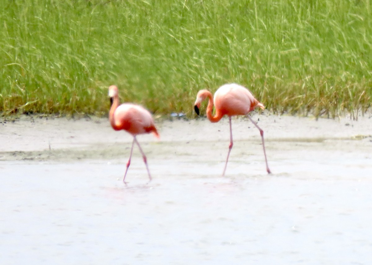 Amerika Flamingosu - ML621144989
