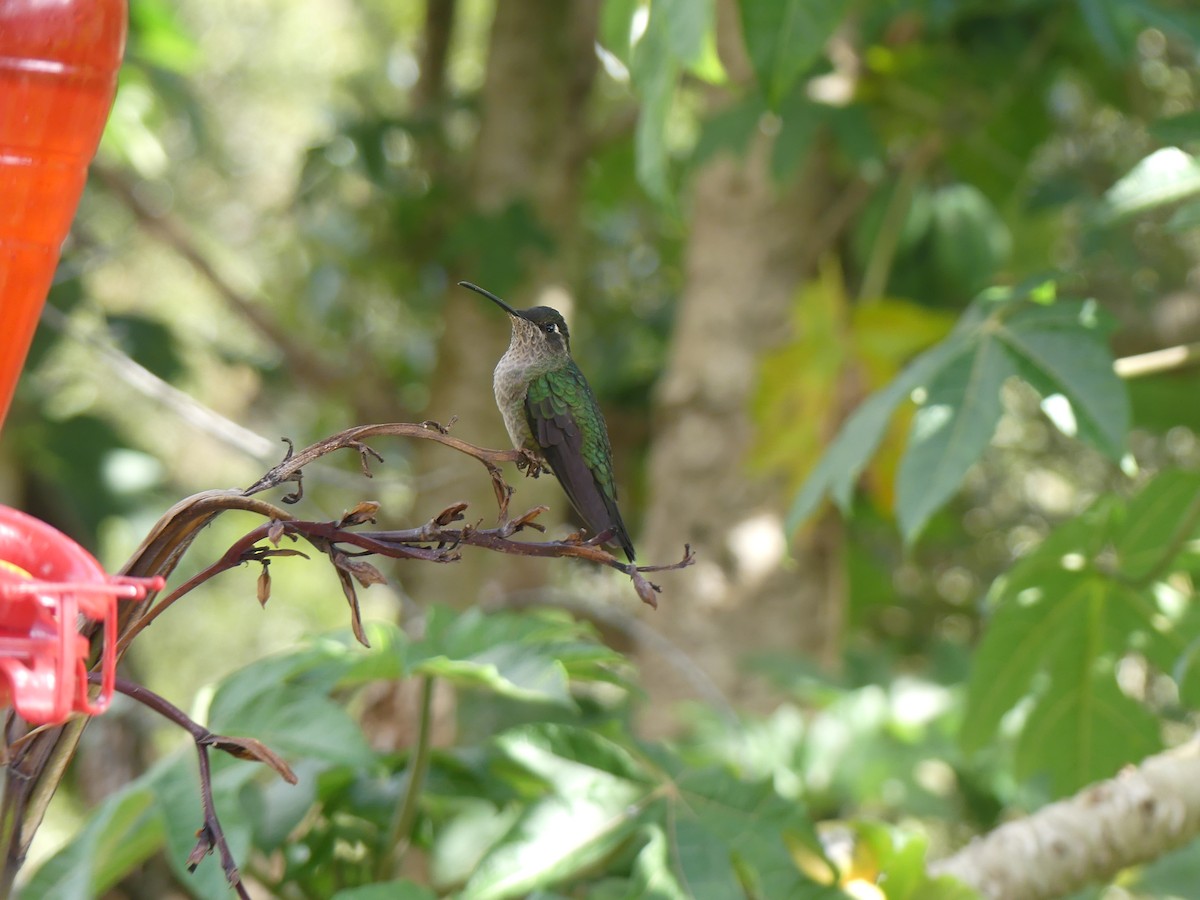 Talamanca Hummingbird - ML621144993