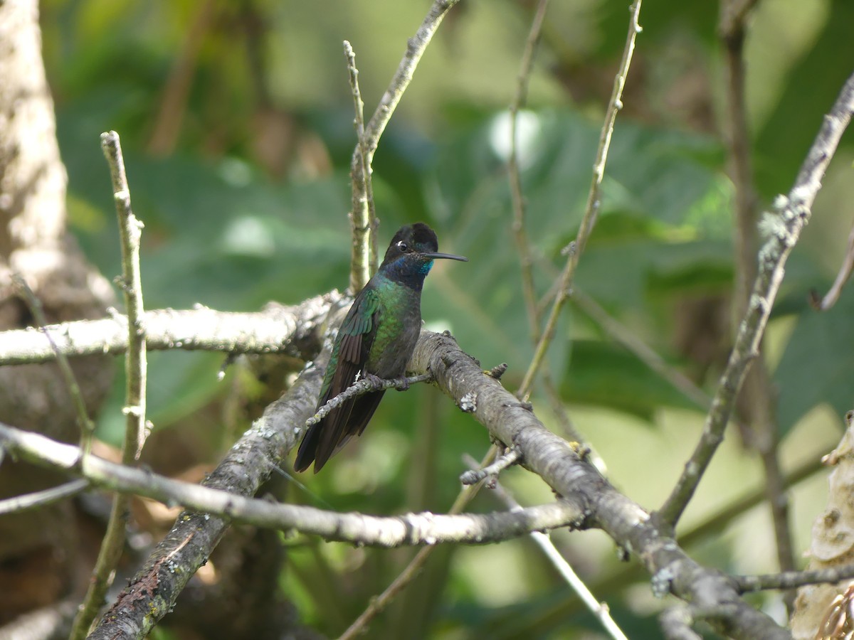 Talamanca Hummingbird - ML621144994