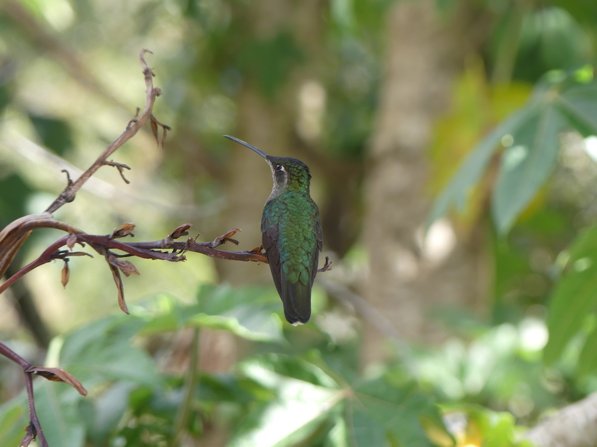 Talamanca Hummingbird - ML621144995
