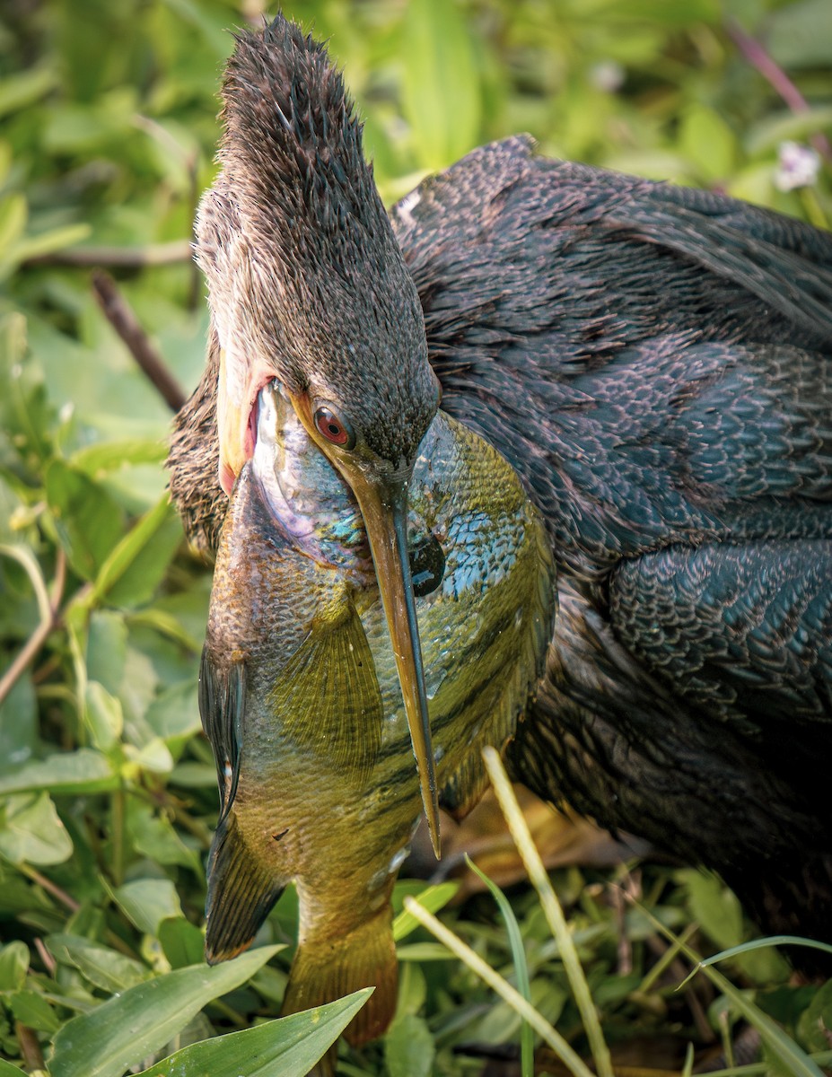 Anhinga - ML621144996