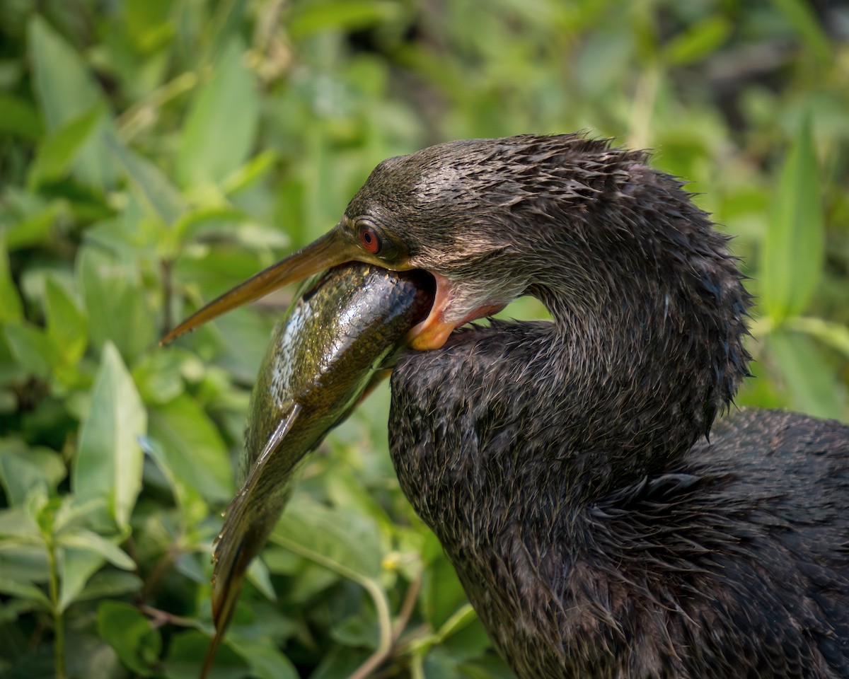 Anhinga - ML621144997