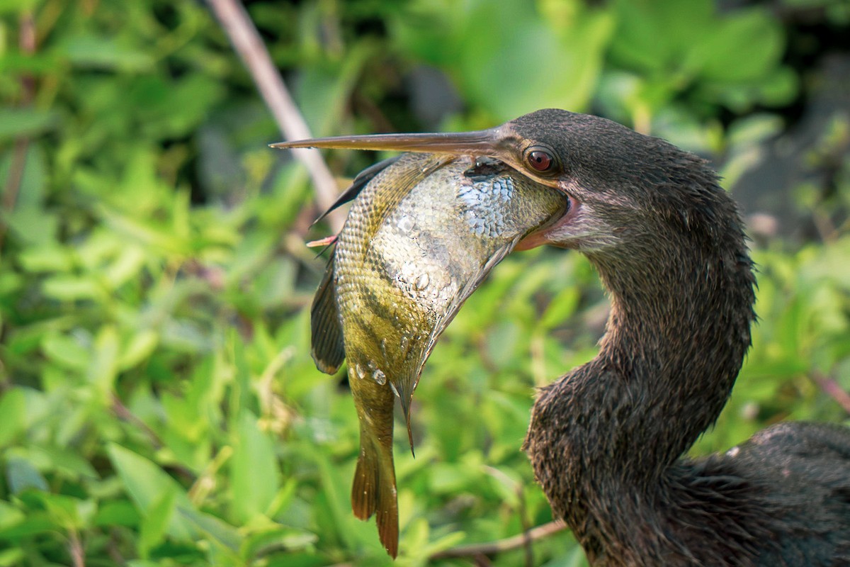 Anhinga - ML621145001