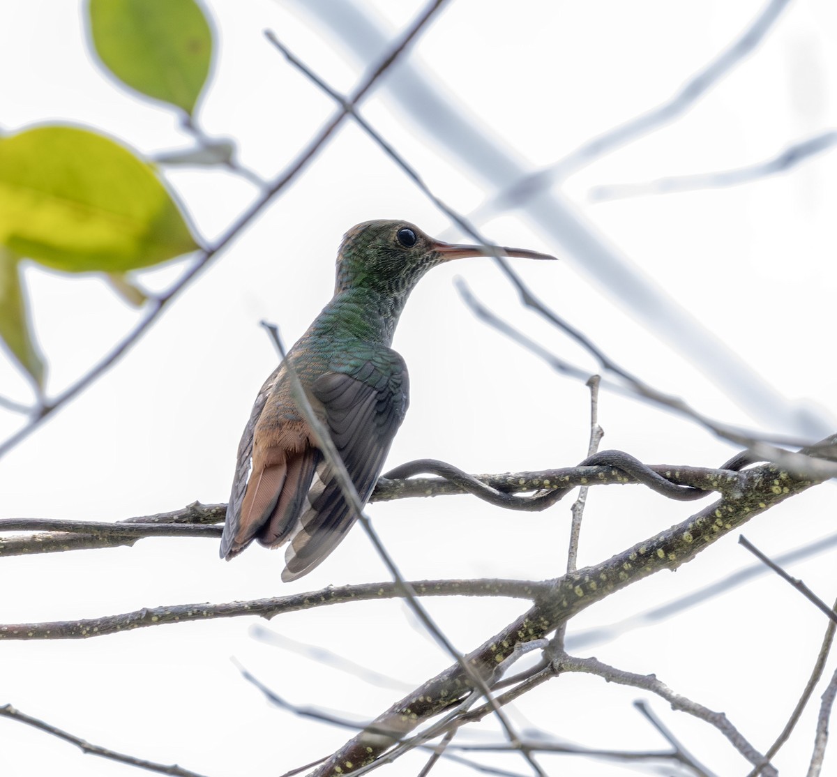 Rufous-tailed Hummingbird - ML621145002