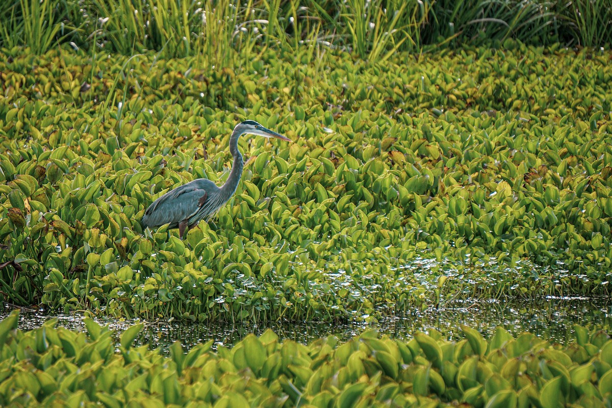 Great Blue Heron - ML621145006