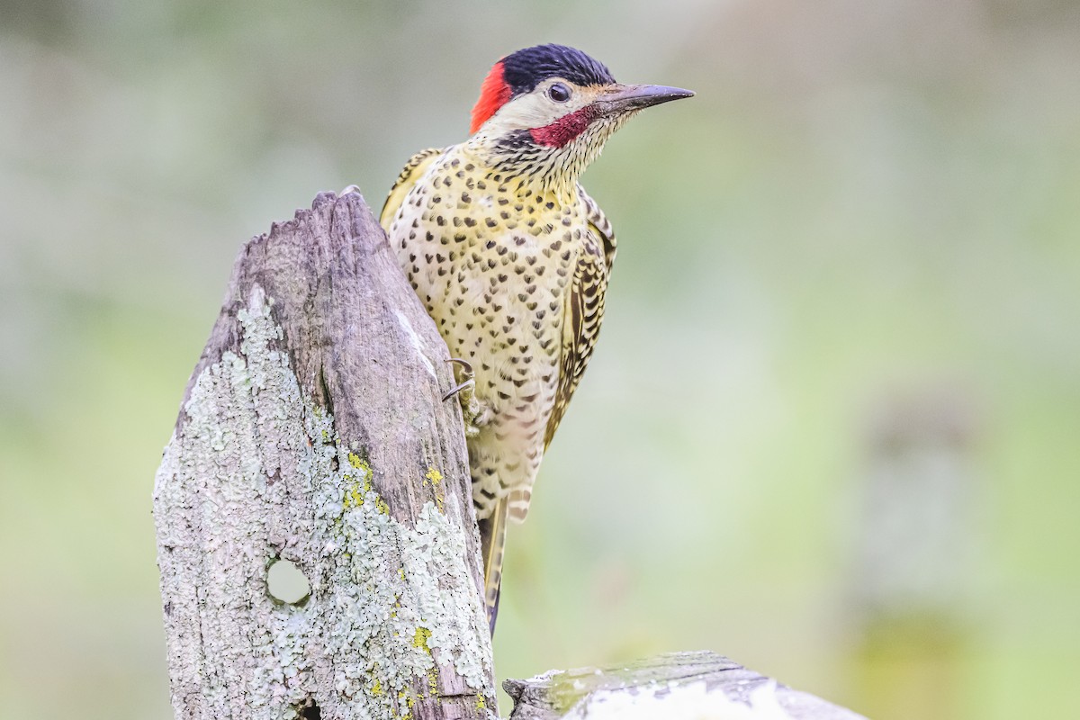 Green-barred Woodpecker - ML621145153