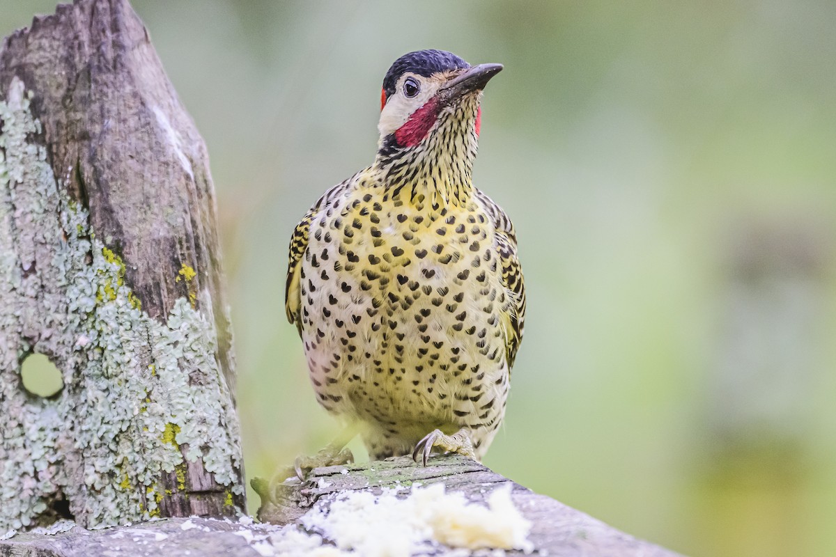 Green-barred Woodpecker - ML621145156