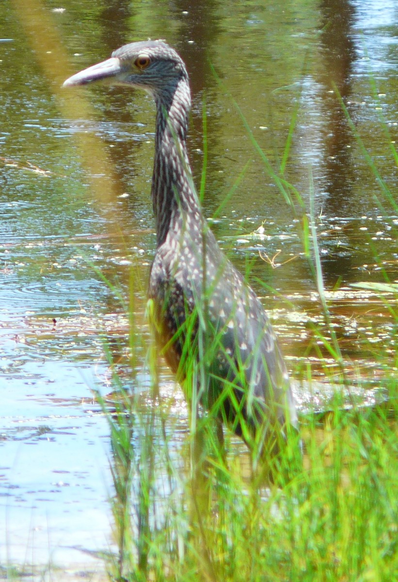 Yellow-crowned Night Heron - Sean McCool