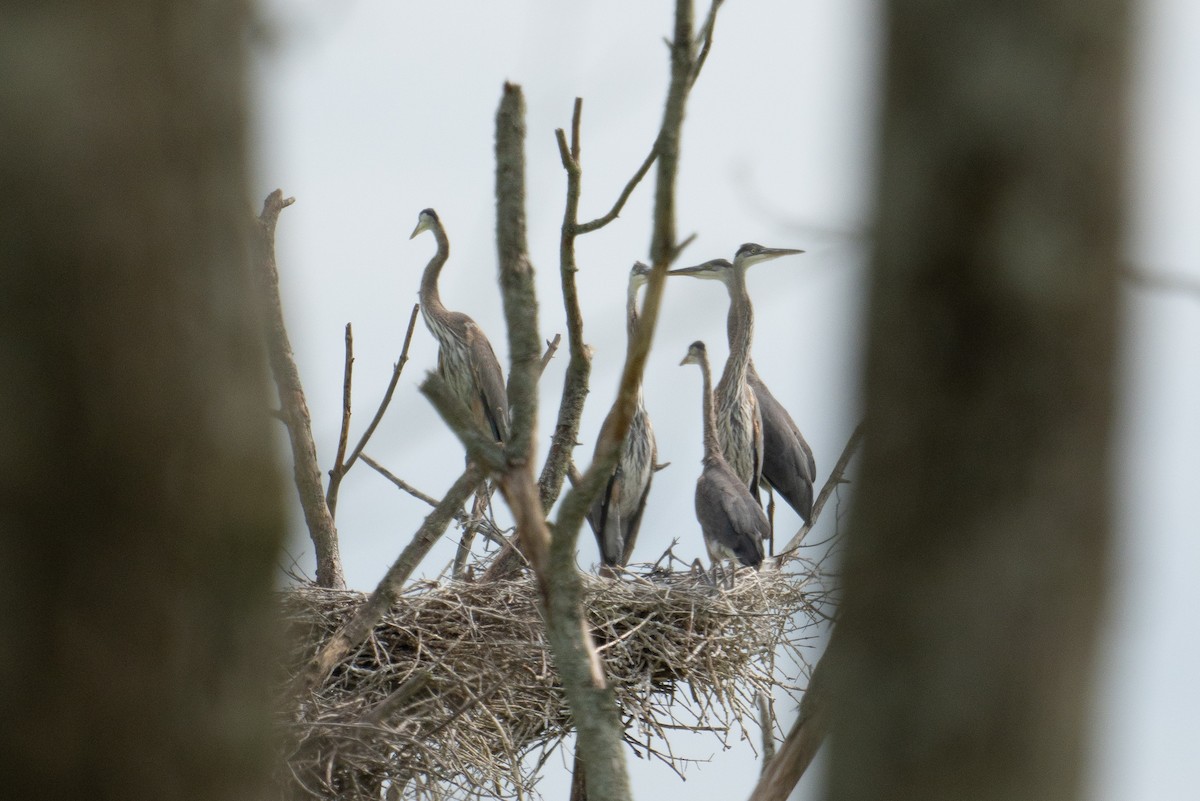 Great Blue Heron - ML621145178