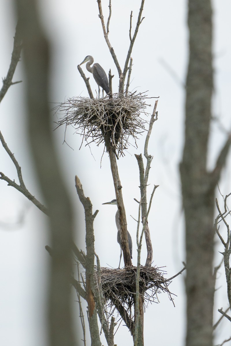 Great Blue Heron - ML621145179