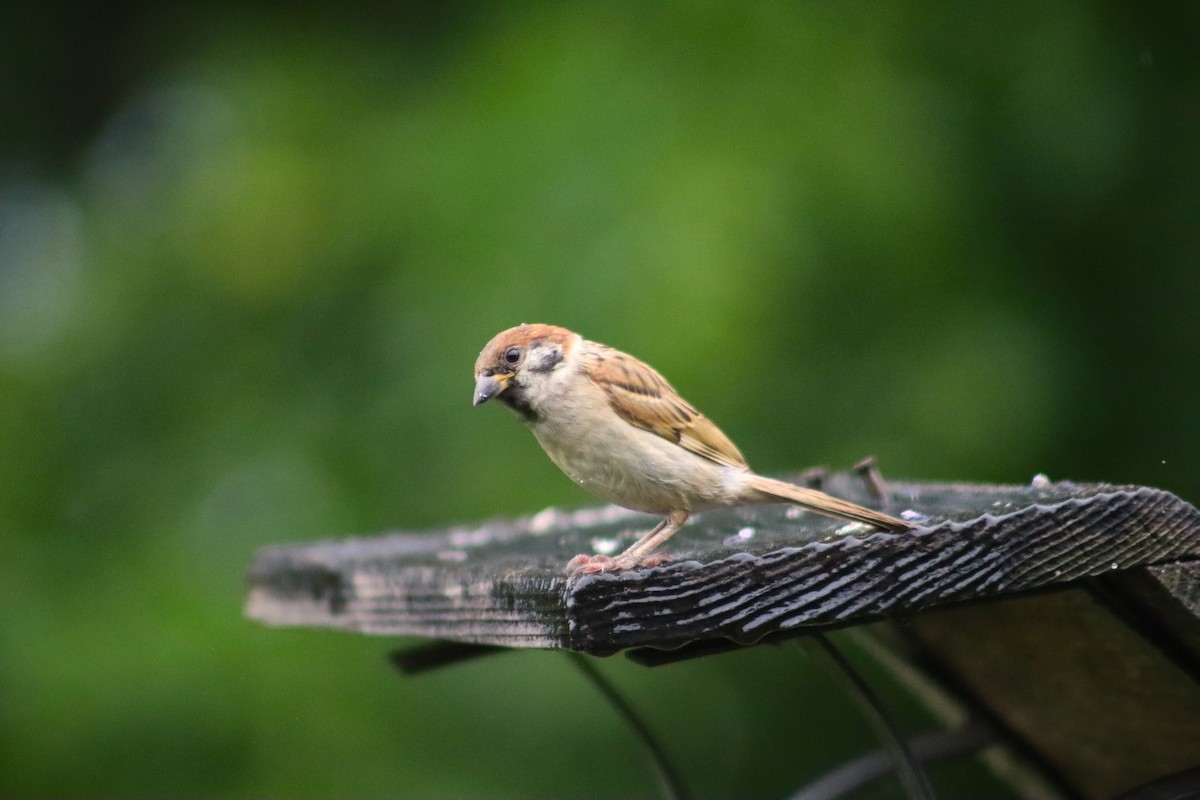 Eurasian Tree Sparrow - ML621145218