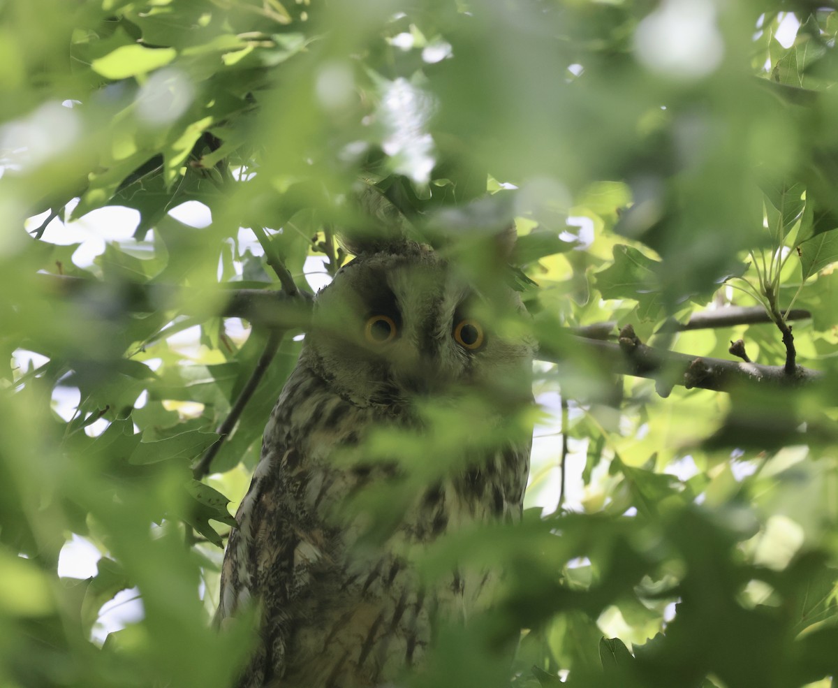 Long-eared Owl - ML621145297