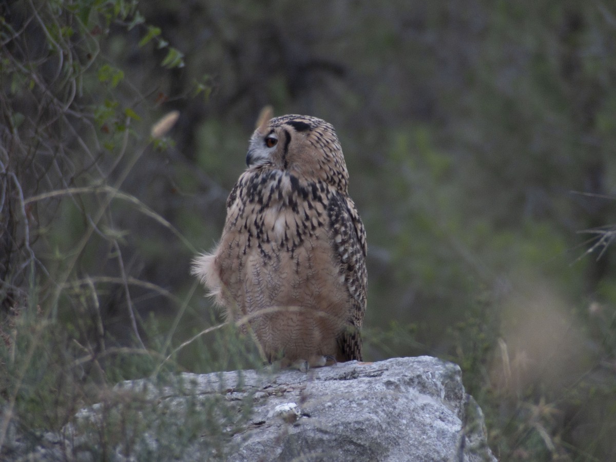 Eurasian Eagle-Owl - ML621145299