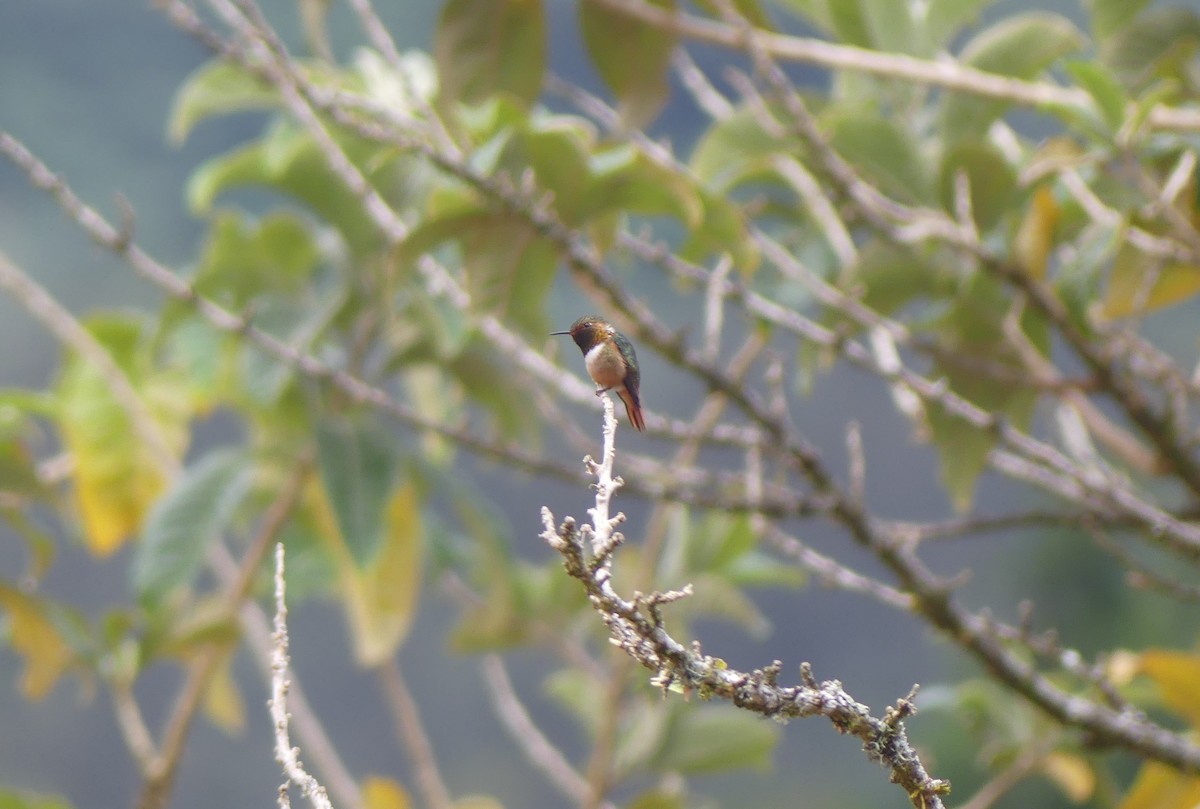 Scintillant Hummingbird - ML621145373