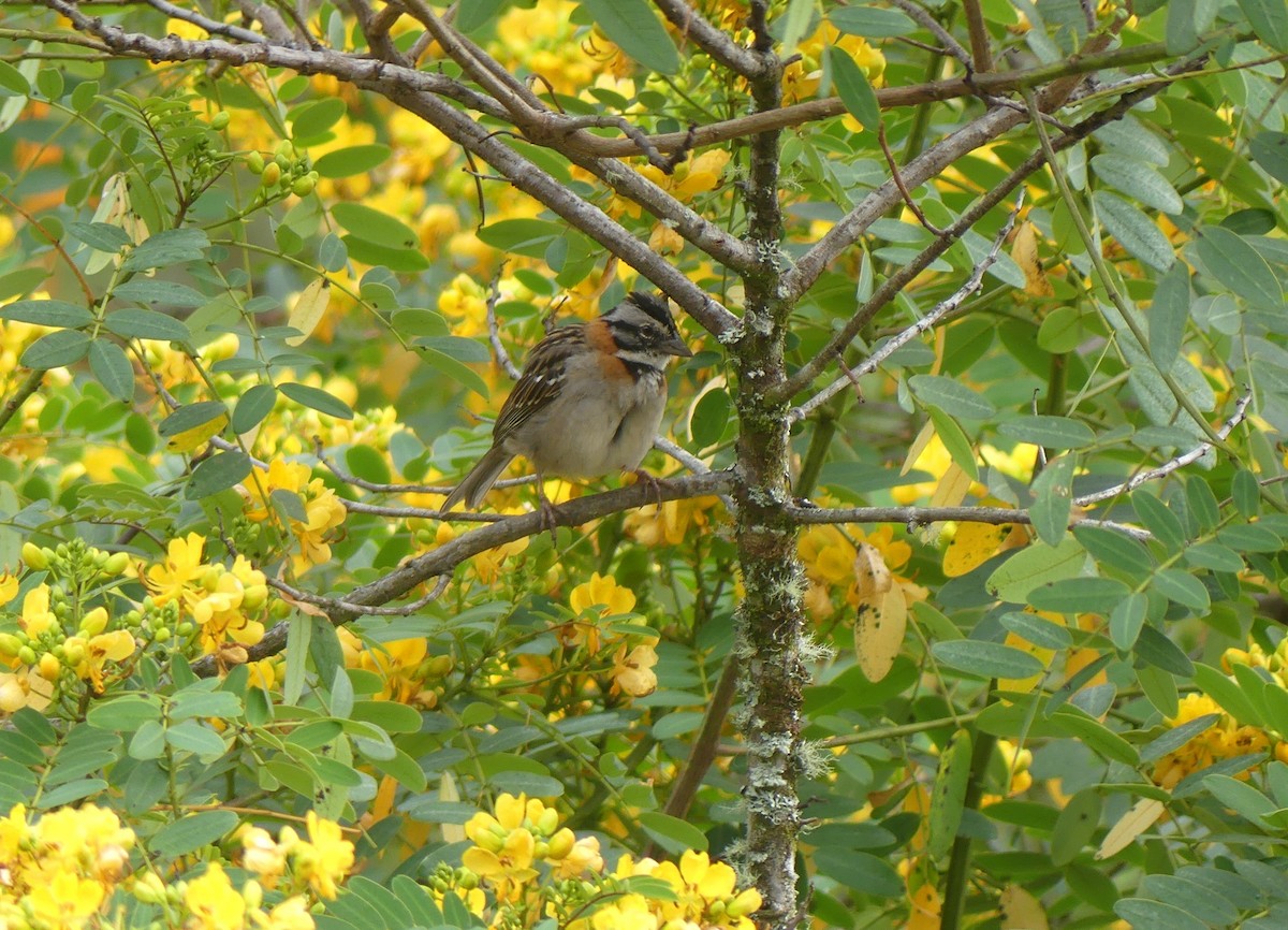 Rufous-collared Sparrow - ML621145417