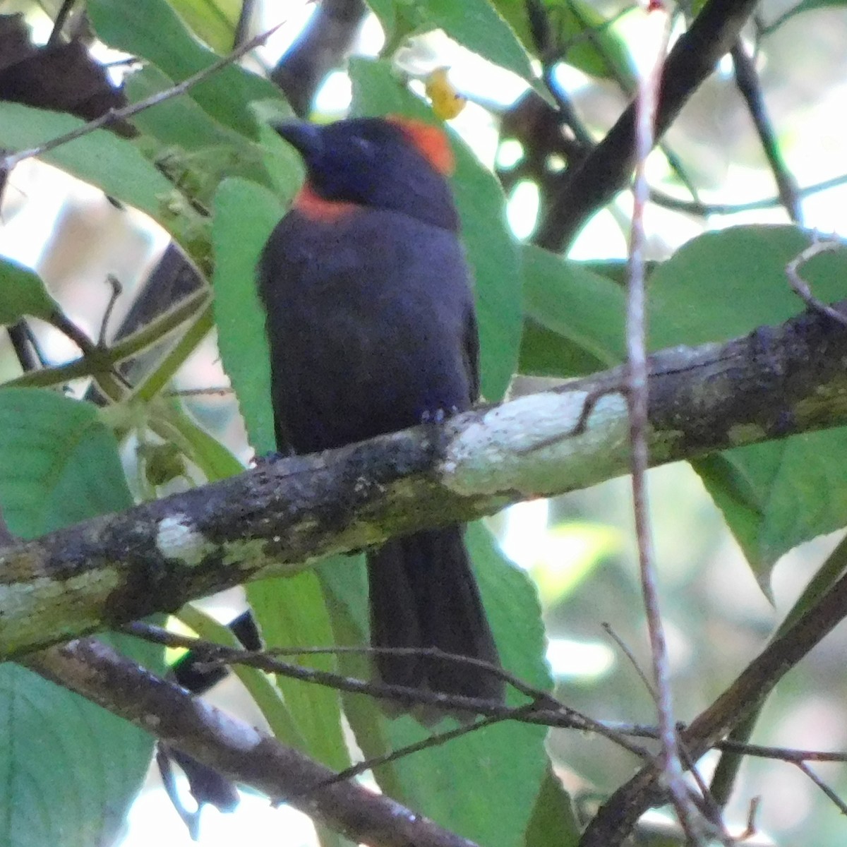 Sooty Ant-Tanager - ML621145418