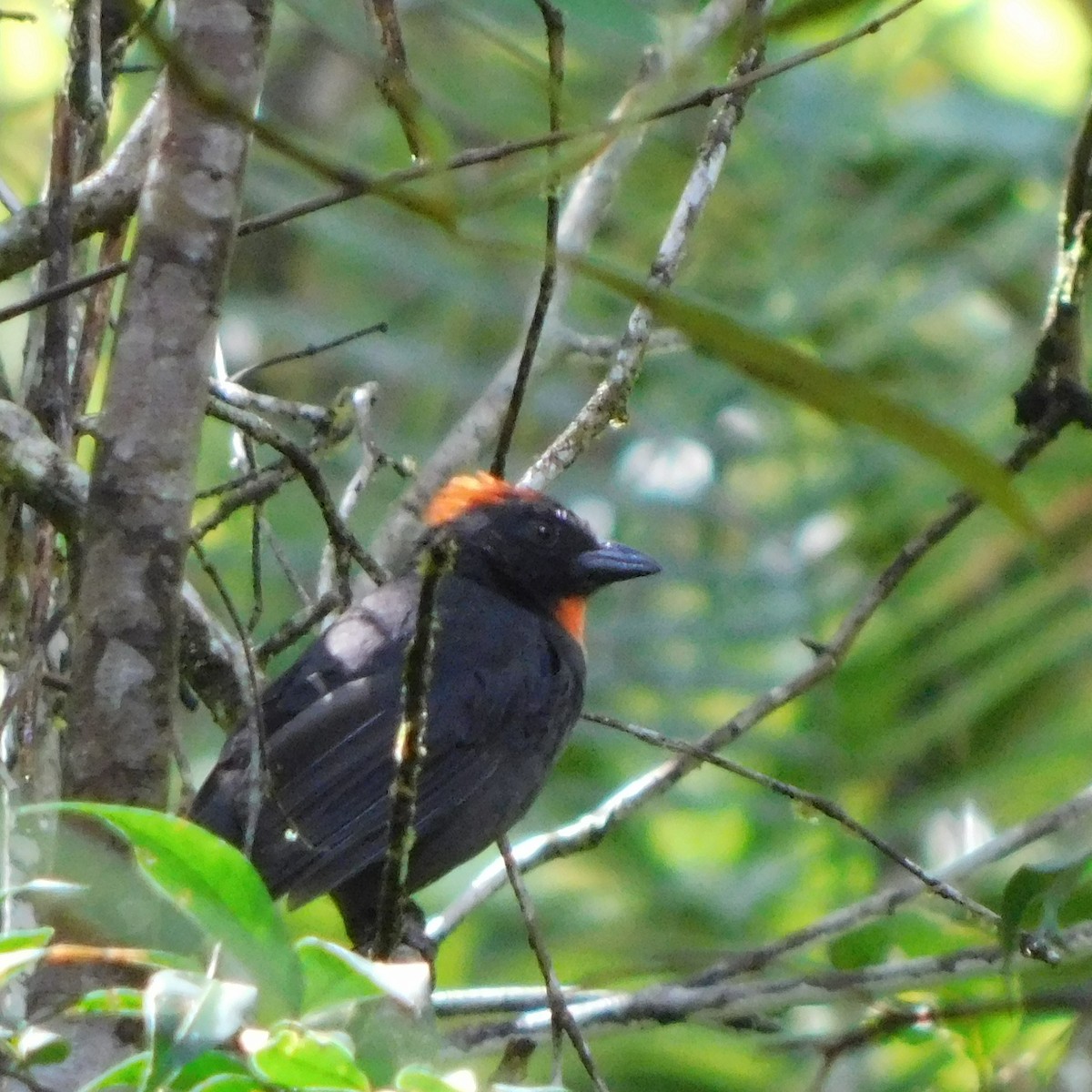 Sooty Ant-Tanager - ML621145420