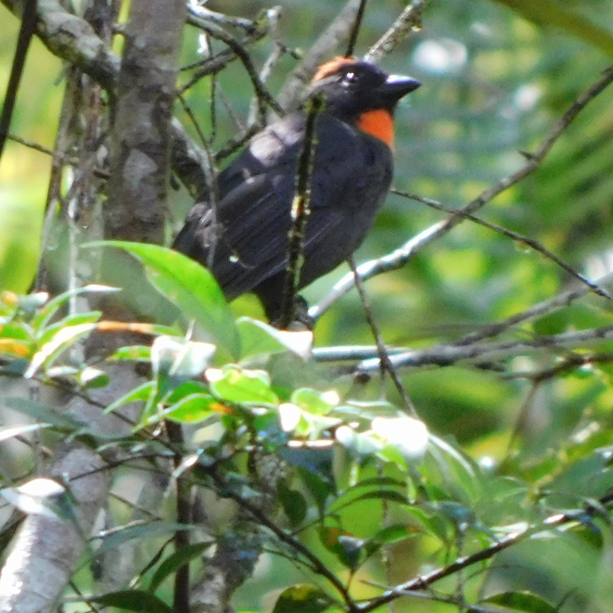 Sooty Ant-Tanager - ML621145422