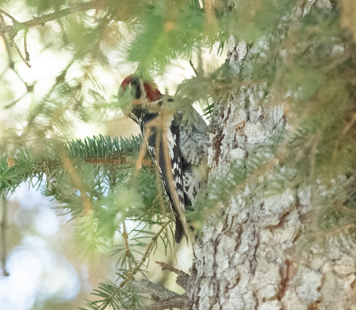 Red-naped Sapsucker - Ethan Cleveland