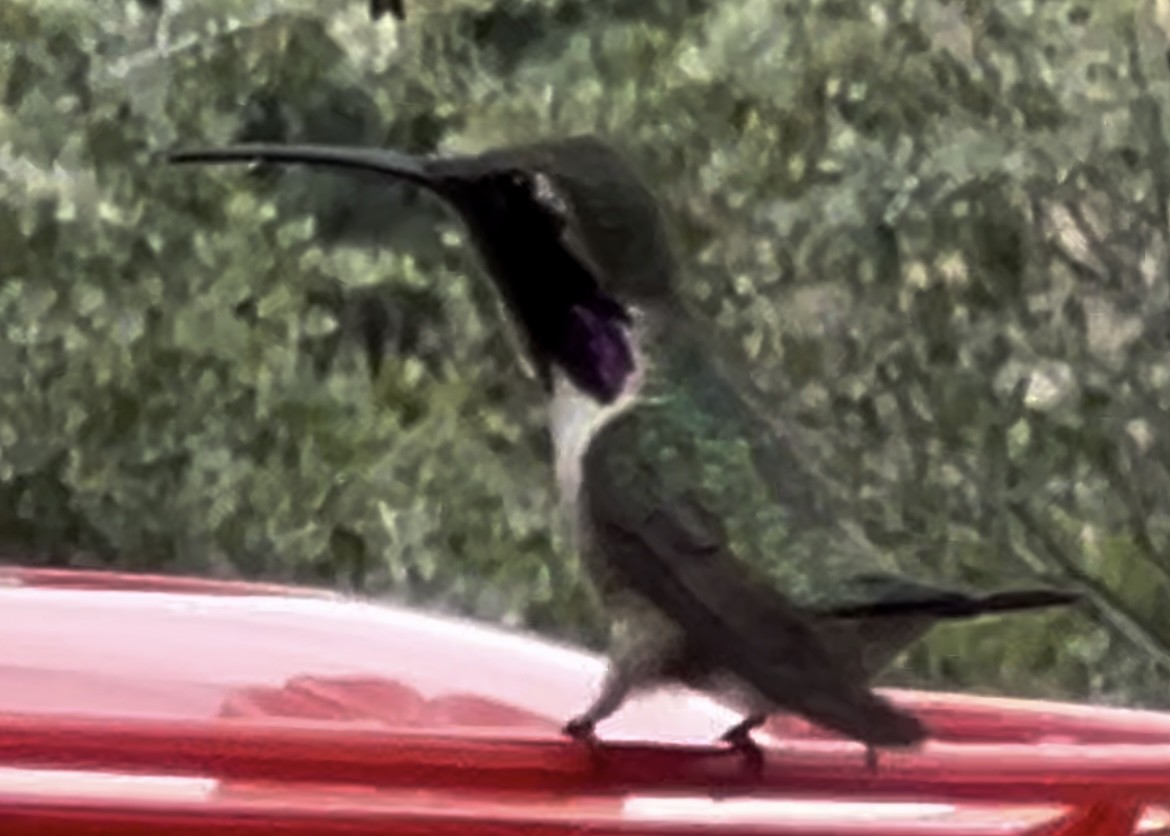 Lucifer Hummingbird - ML621145471