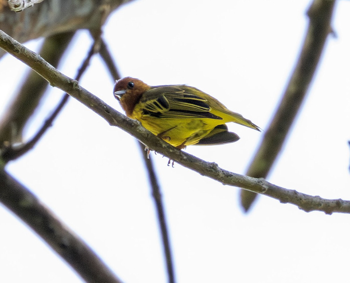Yellow Warbler (Mangrove) - ML621145474