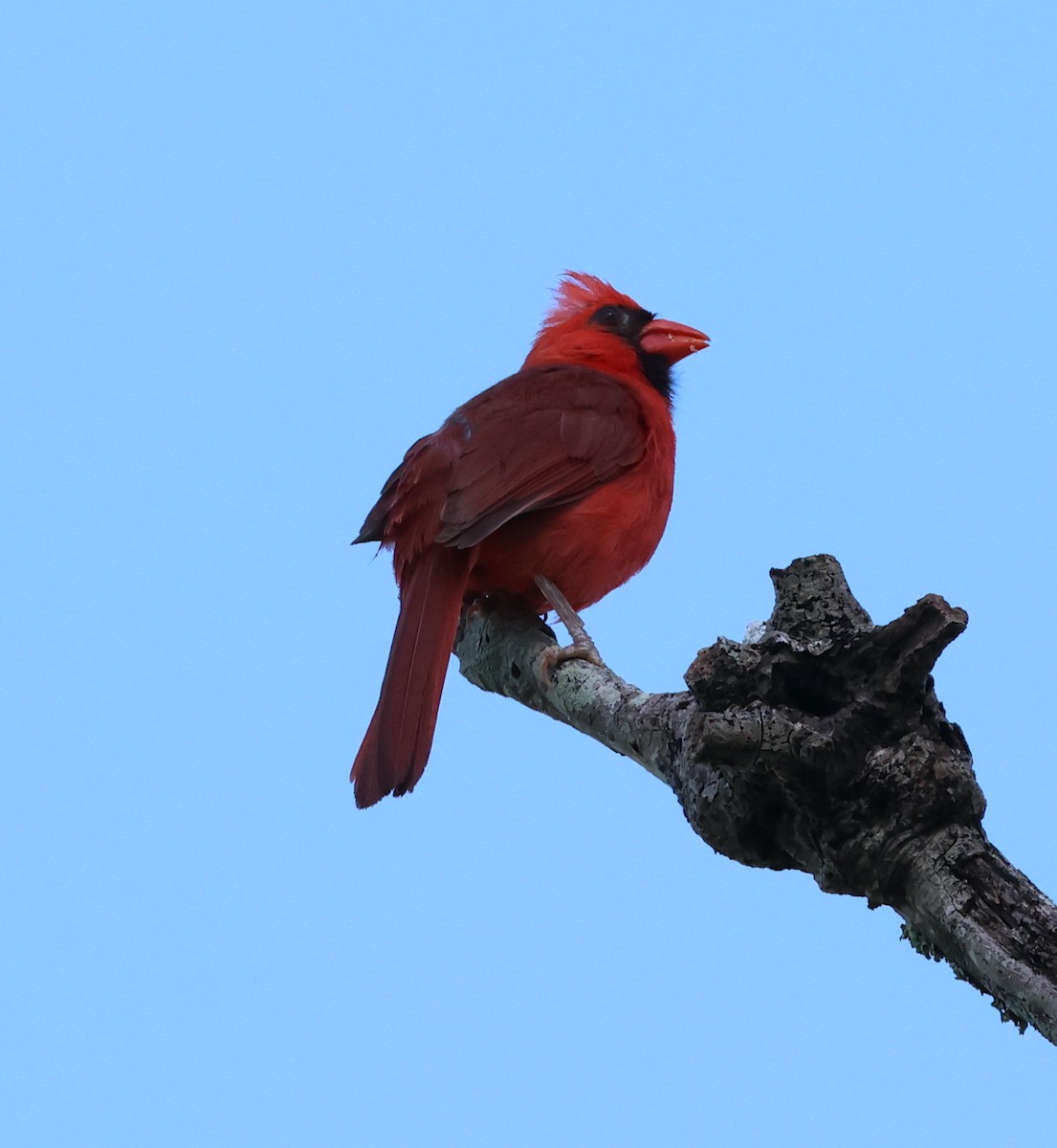Cardinal rouge - ML621145484