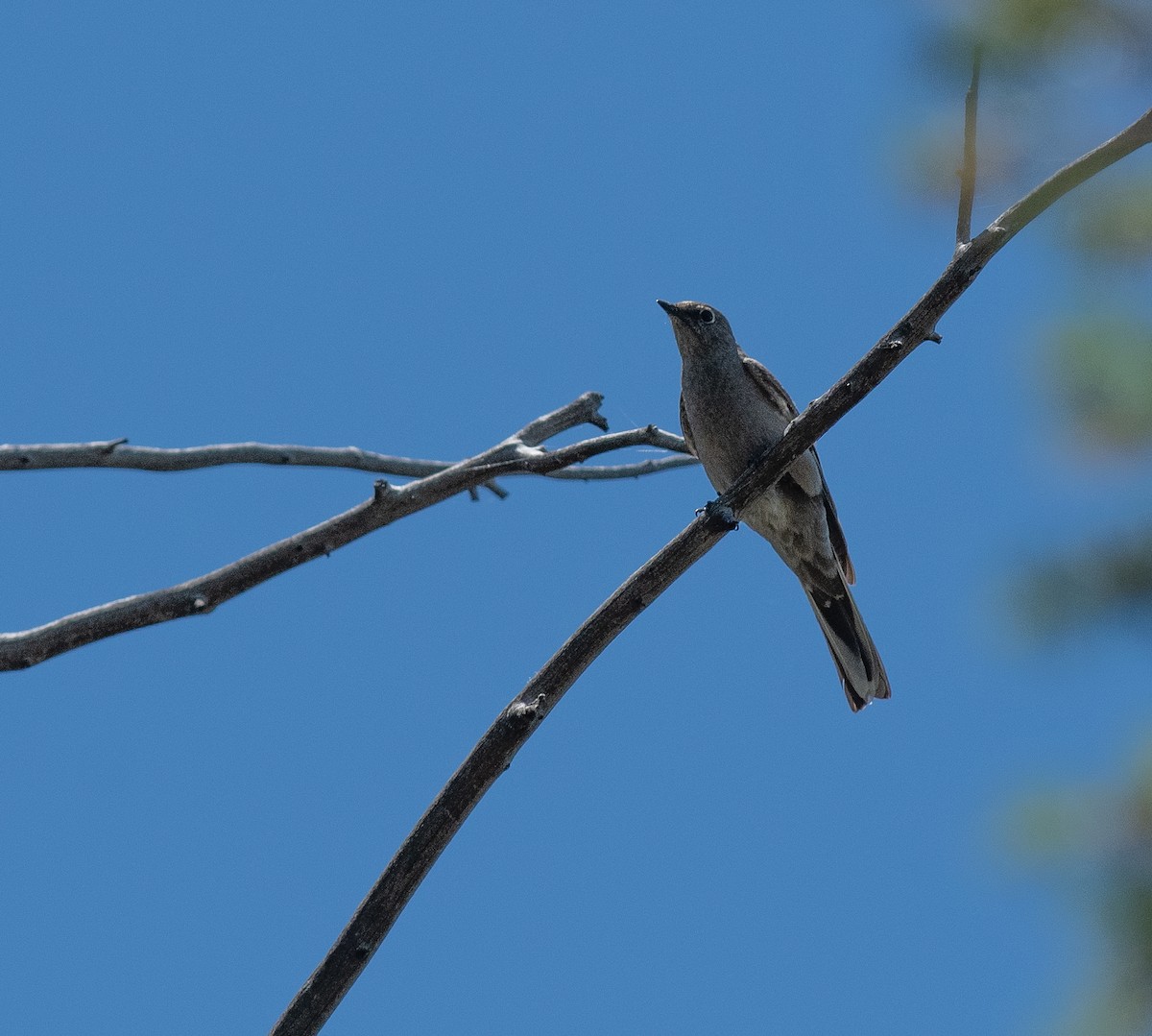 Townsend's Solitaire - ML621145495