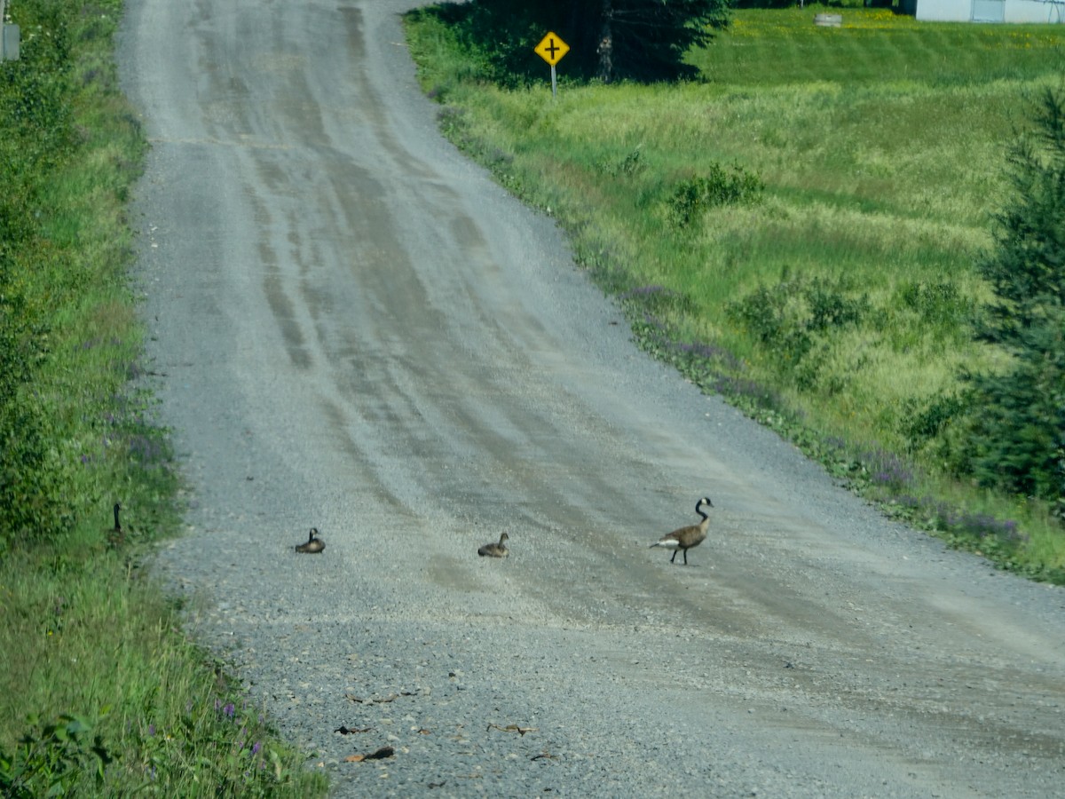 Canada Goose - Denisette Laf