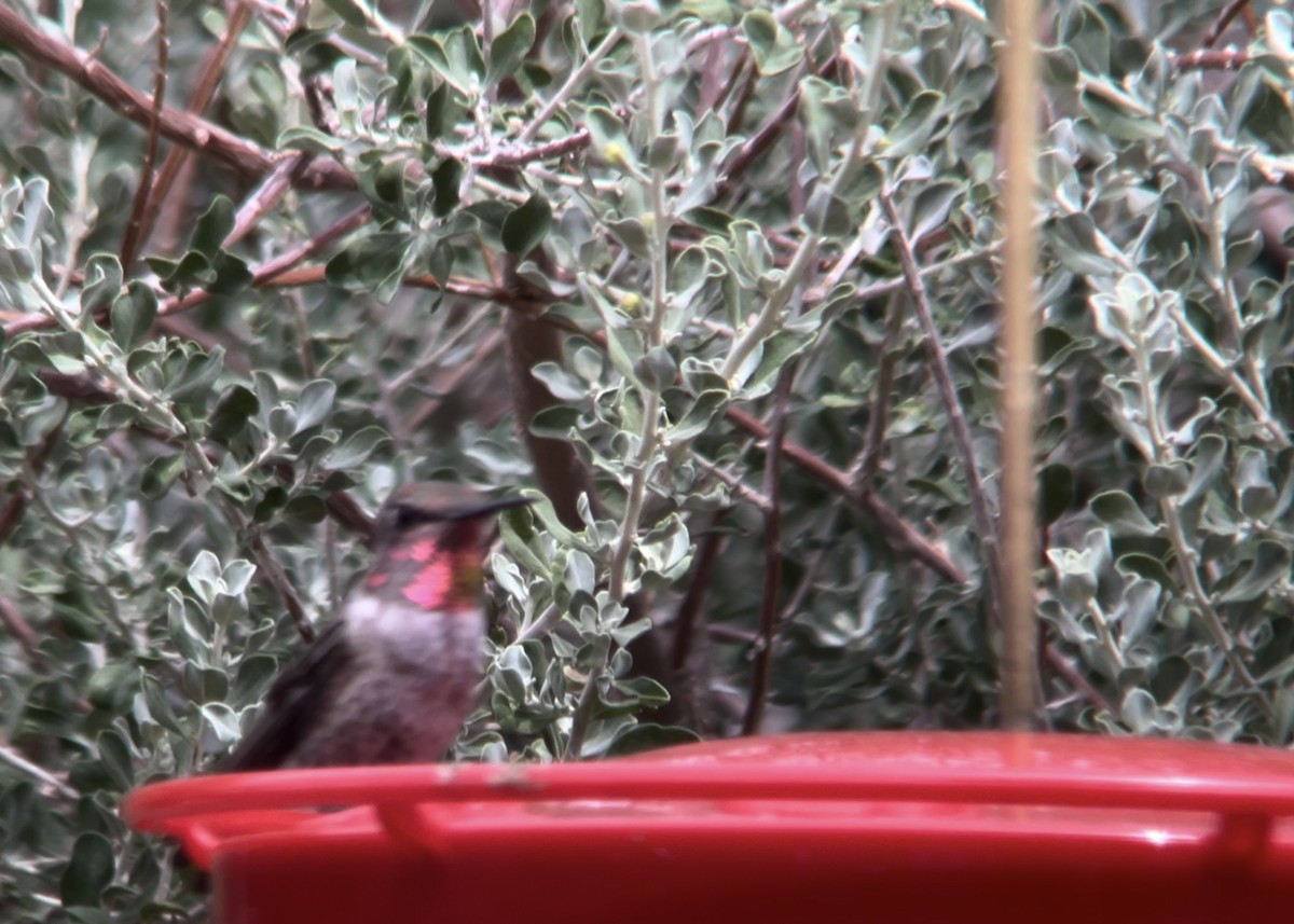 Anna's Hummingbird - ML621145512