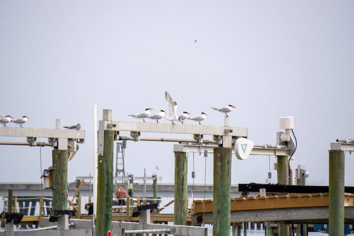Caspian Tern - ML621145515