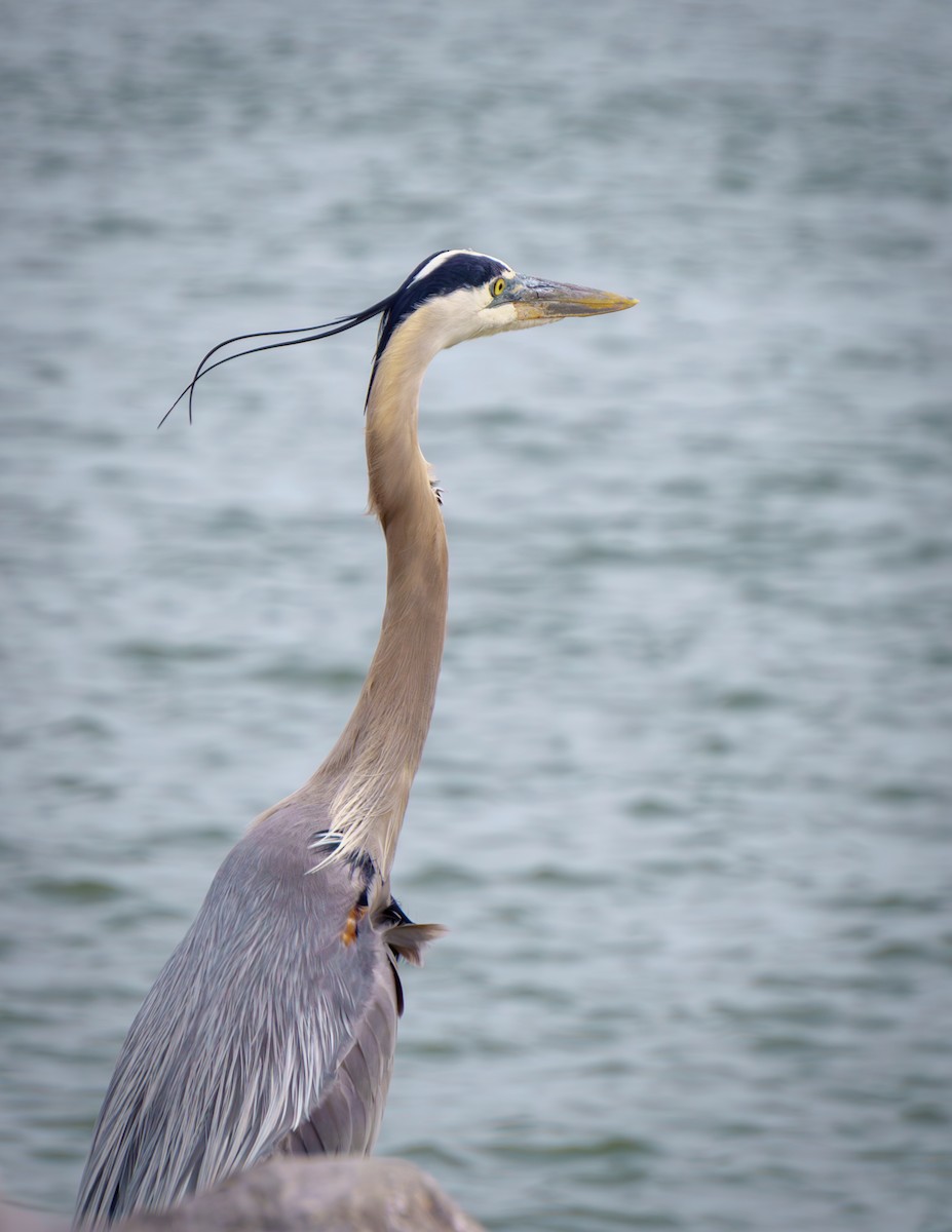 Great Blue Heron - ML621145516