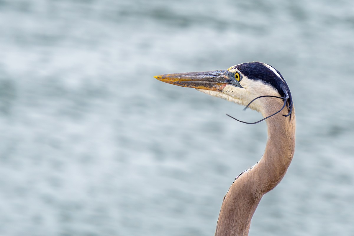 Great Blue Heron - ML621145517