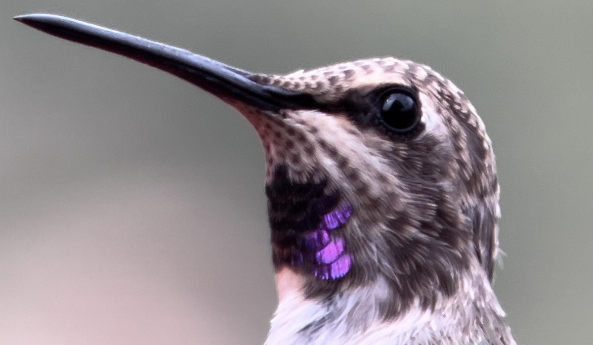 Costa's Hummingbird - ML621145522