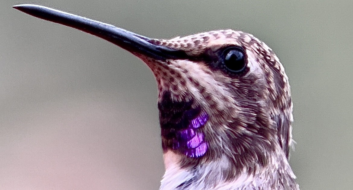 Costa's Hummingbird - ML621145523