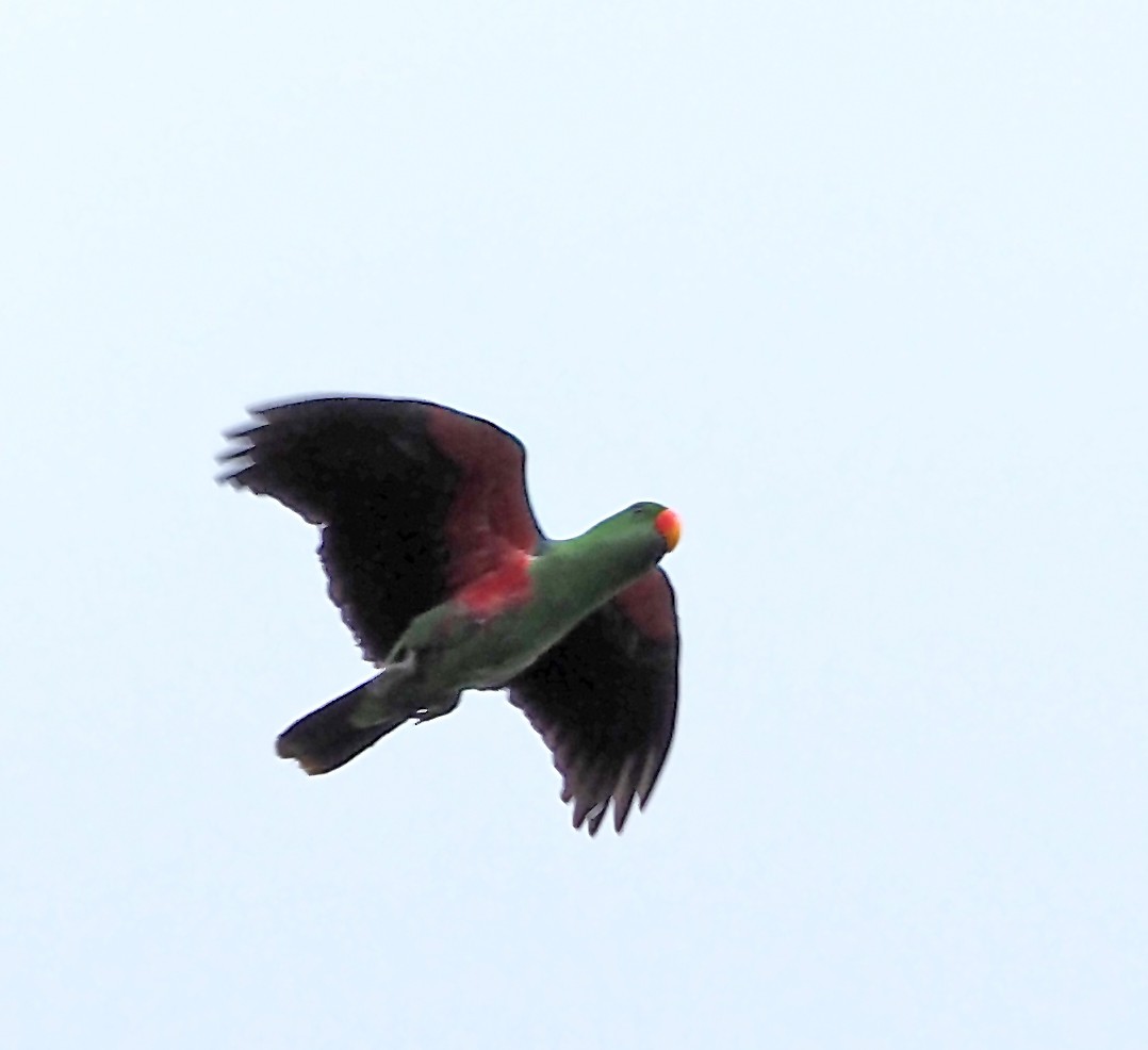 Papua Eklektus Papağanı - ML621145525