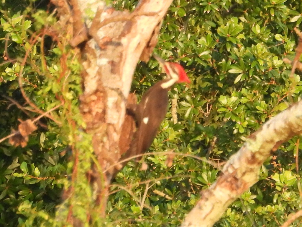 Pileated Woodpecker - ML621145549