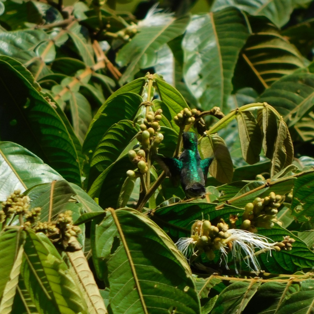 Blue-chested Hummingbird - ML621145555